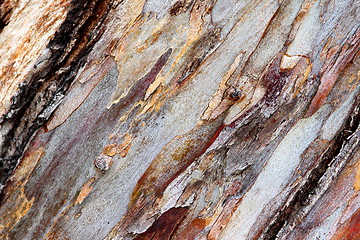 Image showing bark eucalyptus