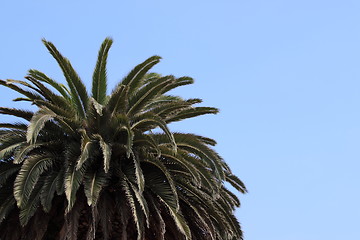 Image showing palm tree