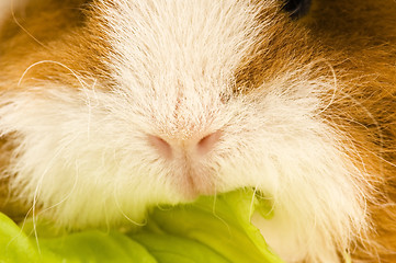 Image showing guinea pig isolated on the white background