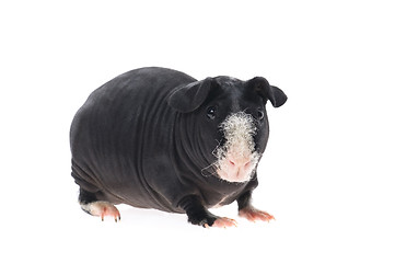 Image showing skinny guinea pig isolated on the white background