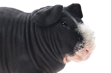 Image showing skinny guinea pig isolated on the white background