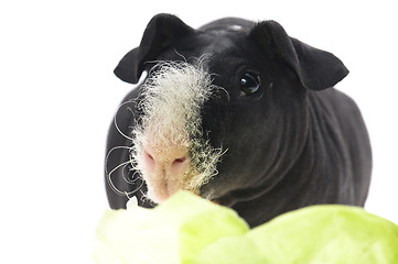 Image showing skinny guinea pig isolated on the white background