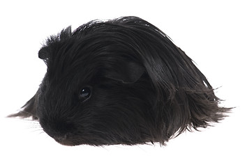 Image showing guinea pig isolated on the white background