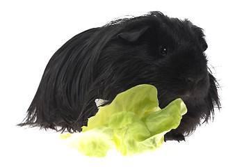 Image showing guinea pig isolated on the white background