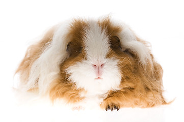 Image showing guinea pig isolated on the white background