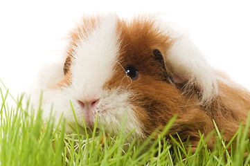 Image showing guinea pig isolated on the white background