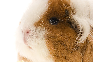 Image showing guinea pig isolated on the white background