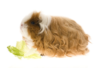 Image showing guinea pig isolated on the white background