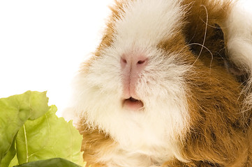 Image showing guinea pig isolated on the white background