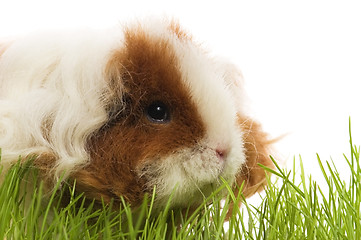 Image showing guinea pig isolated on the white background