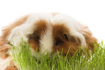 Image showing guinea pig isolated on the white background