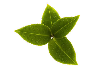 Image showing fresh tea branch isolated on the white background