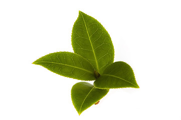 Image showing fresh tea branch isolated on the white background