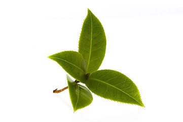 Image showing fresh tea branch isolated on the white background