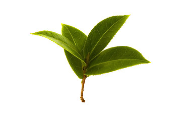 Image showing fresh tea branch isolated on the white background