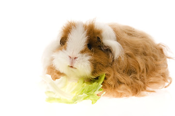 Image showing guinea pig isolated on the white background