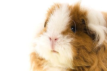 Image showing guinea pig isolated on the white background