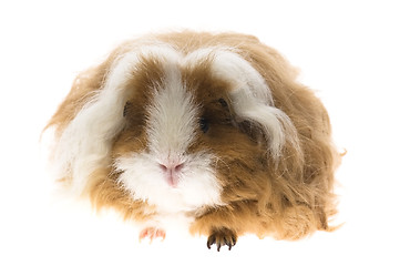 Image showing guinea pig isolated on the white background