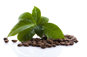 Image showing growing coffee