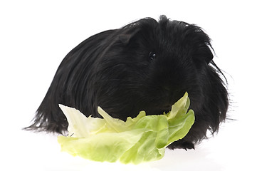 Image showing guinea pig isolated on the white background