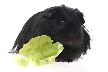 Image showing guinea pig isolated on the white background