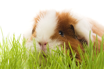 Image showing guinea pig isolated on the white background