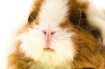 Image showing guinea pig isolated on the white background