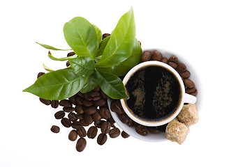 Image showing fresh coffee with coffee branch
