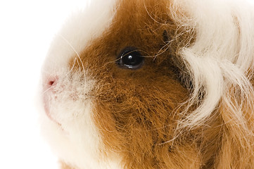 Image showing guinea pig isolated on the white background