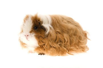 Image showing guinea pig isolated on the white background