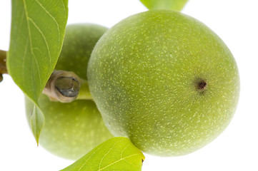 Image showing growing walnuts isolated on the white