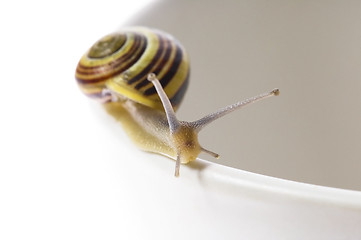 Image showing snail