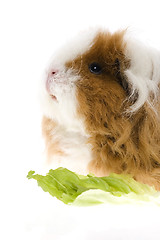 Image showing guinea pig isolated on the white background