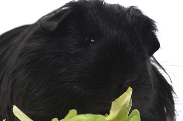 Image showing guinea pig isolated on the white background