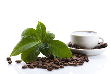 Image showing fresh coffee with coffee branch