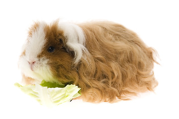 Image showing guinea pig isolated on the white background