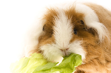 Image showing guinea pig isolated on the white background