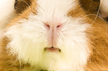 Image showing guinea pig isolated on the white background