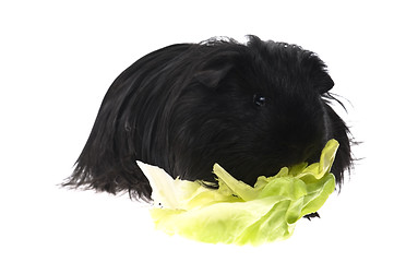 Image showing guinea pig isolated on the white background