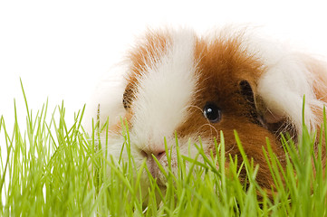 Image showing guinea pig isolated on the white background