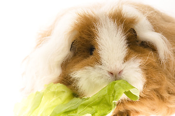 Image showing guinea pig isolated on the white background