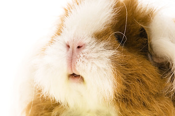 Image showing guinea pig isolated on the white background