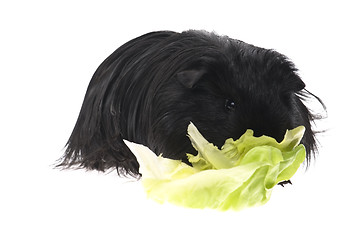 Image showing guinea pig isolated on the white background