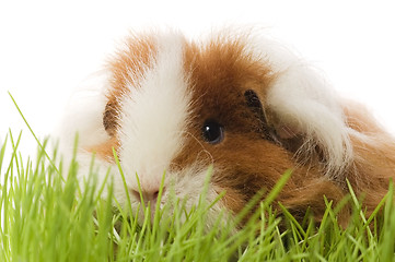 Image showing guinea pig isolated on the white background