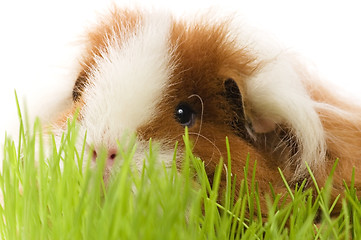 Image showing guinea pig isolated on the white background