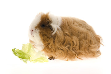 Image showing guinea pig isolated on the white background