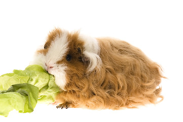 Image showing guinea pig isolated on the white background