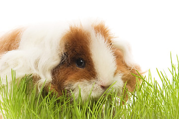 Image showing guinea pig isolated on the white background