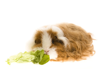 Image showing guinea pig isolated on the white background