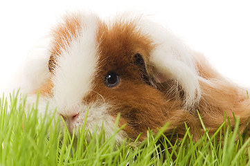 Image showing guinea pig isolated on the white background